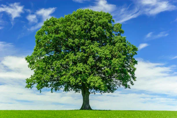 <p>Tree</p>
