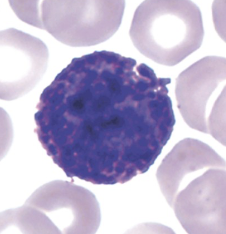 <p>which part of blood cells are shown?</p>
