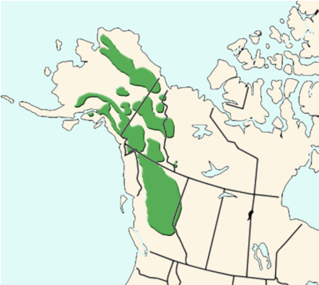 <p>Dall sheep</p><p>ewe herds, bachelor groups, age based hierarchy</p><p>grasses in summer, woody brose and lichen in winter</p><p>alpine ridges, meadows, steep slopes</p>