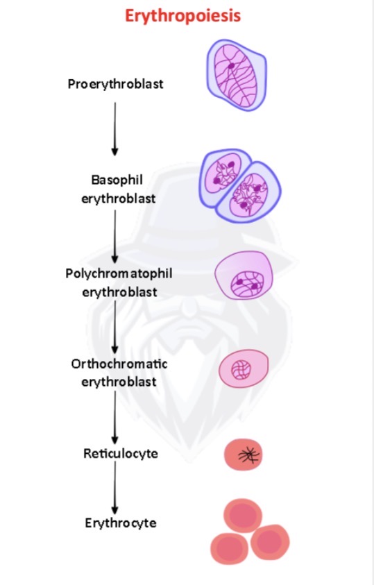<p><span>Discuss where erythropoiesis occurs in adults.</span></p>
