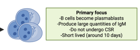 <p>no sustained Tfh interations </p><ul><li><p>Primary focus </p><ul><li><p>B cells become plasmablasts</p></li><li><p>produce larger quantities of IgM</p></li><li><p>Do not undergo CSR </p></li><li><p>Short lived (around 10 days) </p></li></ul></li></ul><p></p>