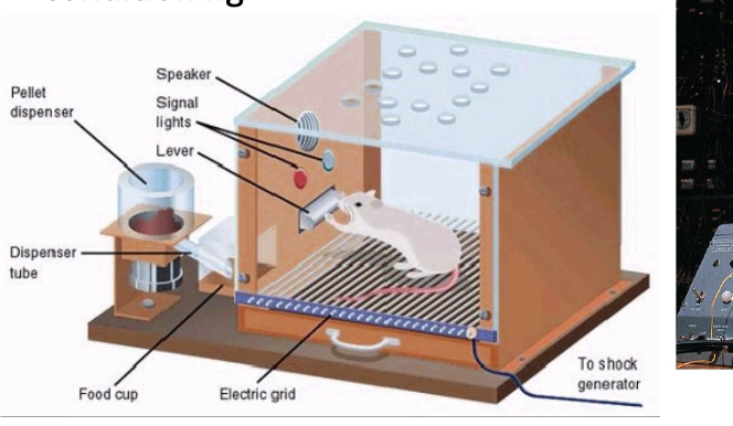 <p>B.F. Skinner</p><ul><li><p>Elaborated on Thorndike’s LAW of EFFECT </p></li><li><p>Invented the OPEANT CHAMBER  </p></li><li><p>Developed the theory of OPERANT CONDITIONING </p></li></ul><p></p>