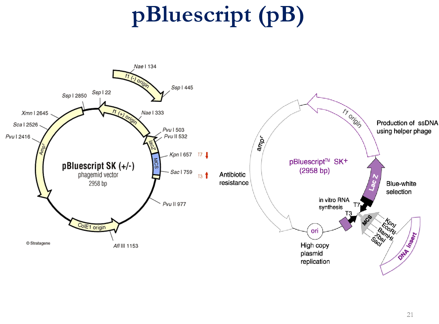 <p><strong>1. Key Improvements in Modern Vectors: </strong></p><ul><li><p>Compact size: Accommodates larger inserts, increases transformation yield, simplifies gel mapping. </p></li><li><p>Multi-Cloning Sites (MCS) / Polylinker: Cluster of unique restriction enzyme sites for flexible cloning. </p></li><li><p>Efficient markers: Antibiotic resistance (selection) + lacZ alpha-peptide (blue/white screening). </p></li></ul><p></p><p><strong>2. pUC18 (Plasmid) Vector Features: </strong></p><ul><li><p>Size: 2686 bp. </p></li><li><p>Replicon: High-copy pMB1 origin. </p></li><li><p>Screening: lacZ alpha-peptide gene interrupted by the MCS. </p></li></ul><p></p><p><strong>3. pBluescript (Phagemid) Specialized Functions: </strong></p><ul><li><p>ColE1 Origin: Drives normal high-copy double-stranded plasmid replication. </p></li><li><p>f1 Phage Origin: Produces single-stranded DNA (ssDNA) upon helper phage infection. </p></li><li><p>T3 & T7 Promoters: Flank the MCS to allow in vitro synthesis of sense and antisense RNA transcripts.</p></li></ul><p></p>