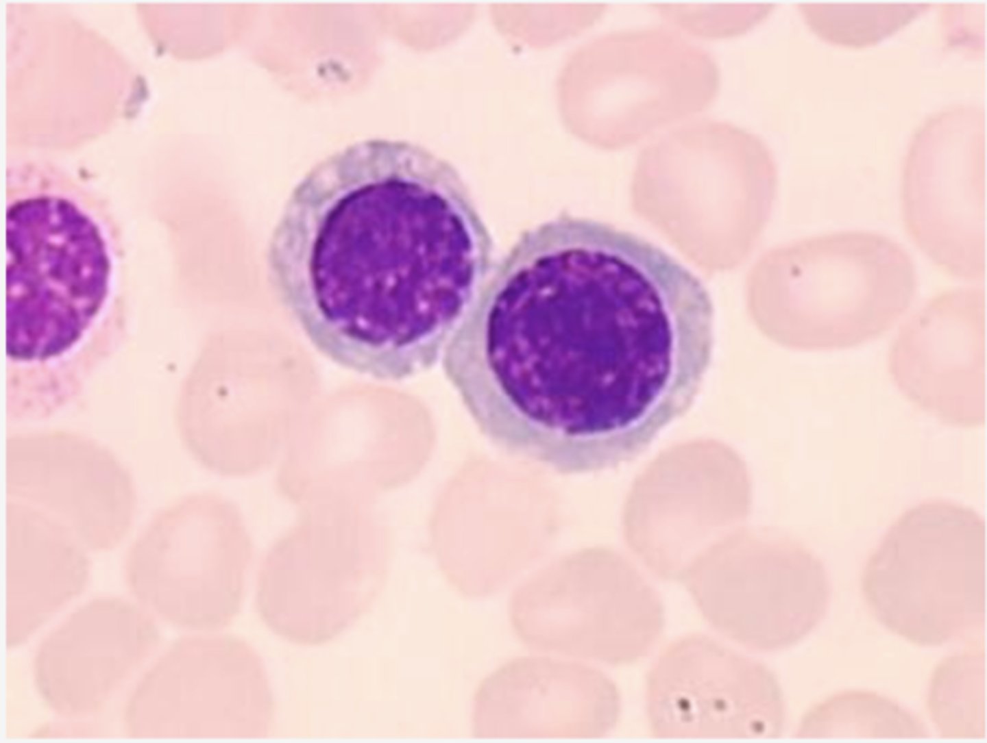 <p>Identify the DEVELOPING Cell</p>