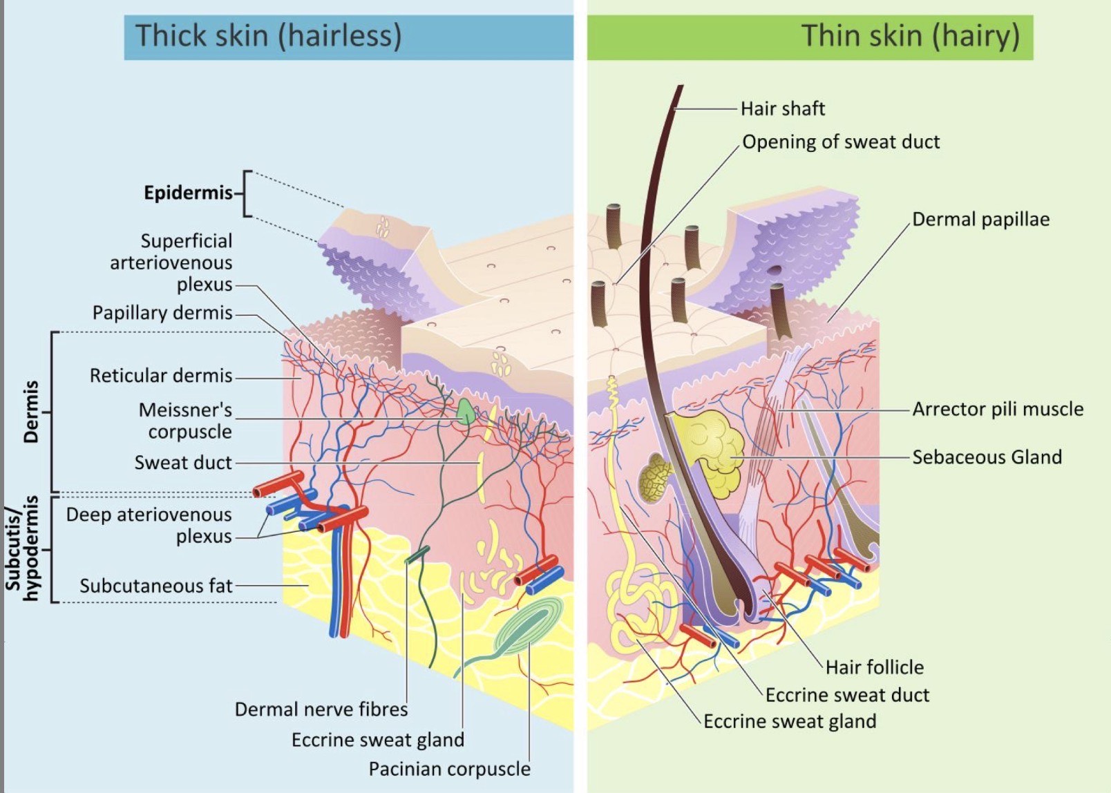 <p>Thick = has lucidum, more corneum, glabrous (no hair)</p><p>Thin = no lucidum, thin corneum</p>