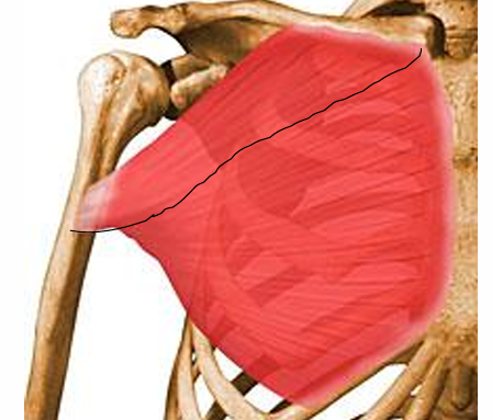 <p>m. pectoralis major (klavikularni del), o</p>