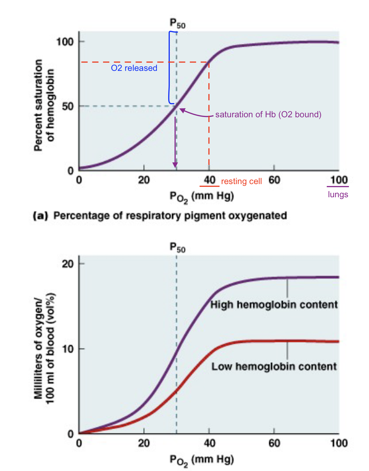 <ul><li><p>oxygen equilibrium/dissociation curve</p></li><li><p>saturation</p><ul><li><p>bound/available x 100%</p></li></ul></li></ul><p></p>