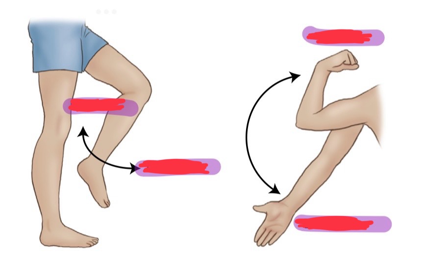 <p>what is the movement where the angle of the joint is increased?</p>