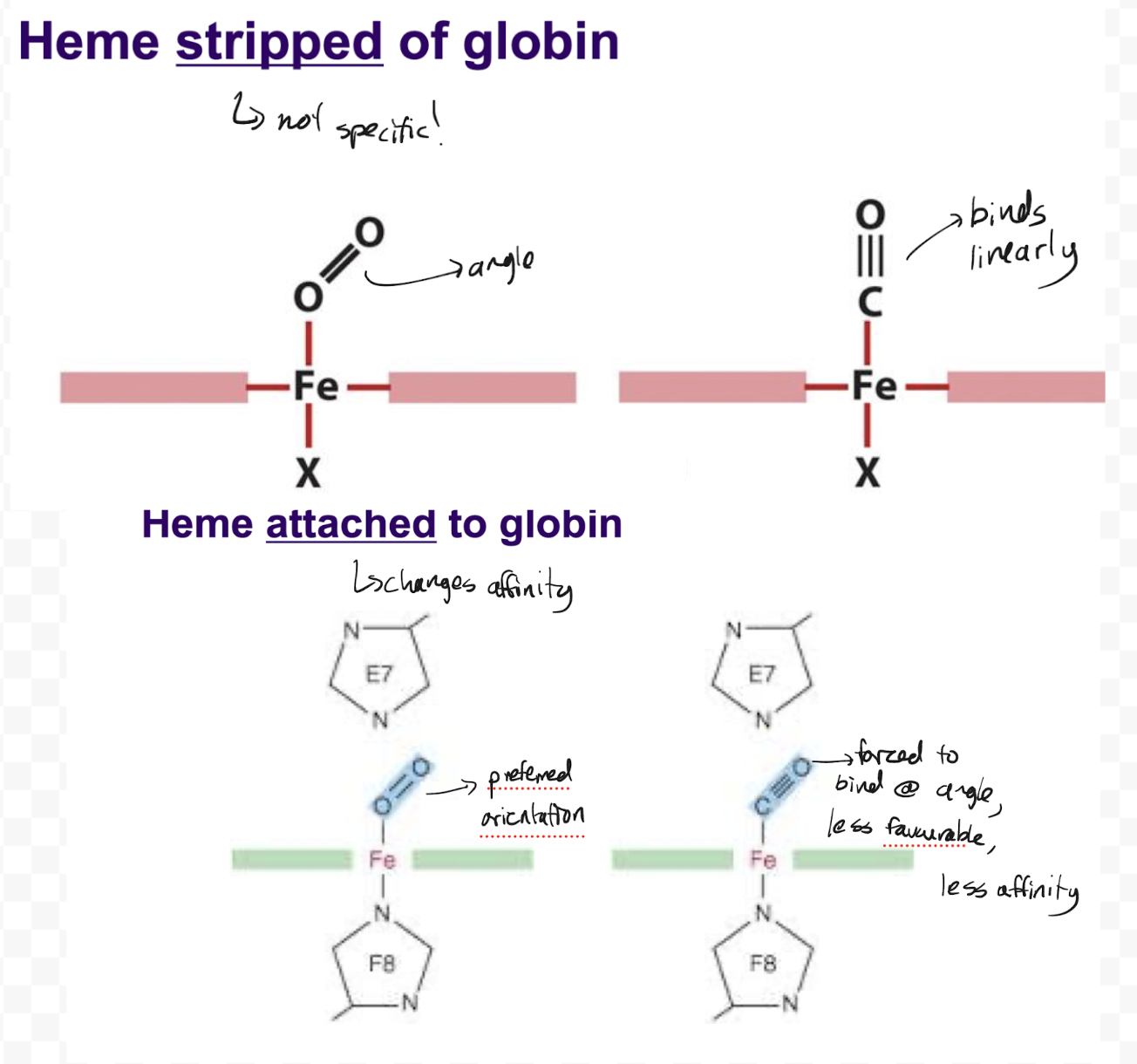 <p>Heme stripped of globin is unspecific. O2 binds to it at an angle while linear molecules such as cyanide and carbon monoxide bind linearly, and thus the binding of these linear molecules is more energetically favoured. CO will bind to heme with 20 000 times the affinity of O2, thus holding onto any CO it finds and never letting go. O2 has no chance to bind as just heme.</p><p>Heme attached to globin forces all molecules to bind at an angle due to being blocked by <strong>distal</strong> histidine. This doesn’t change the affinity of O2, but lowers the affinity of CO and other linear molecules to only 200 times the affinity of O2. Since the body produces a high amount of O2 and only a small amount of CO, heme in myoglobin is more specific towards O2 and will be able pick up O2 without issue</p>