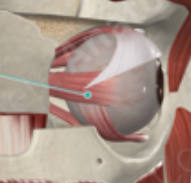 <p>What is this muscle</p>