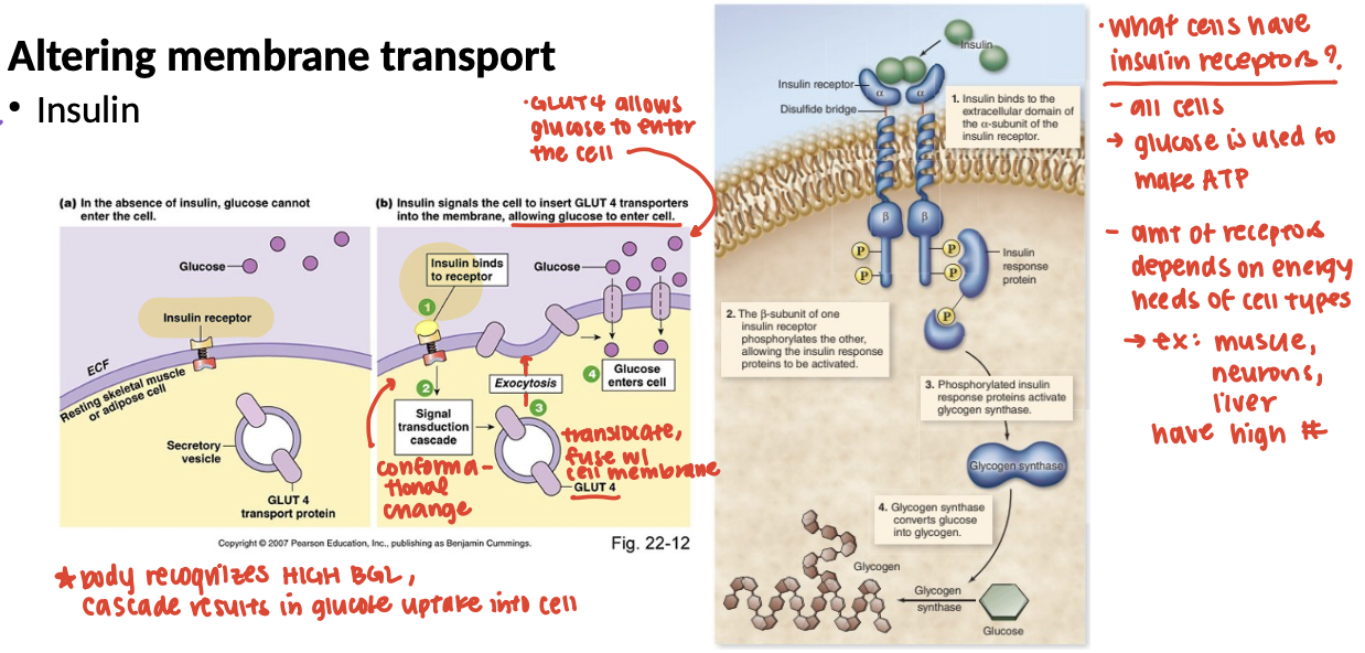 <p>Altering membrane transport is associated with what hormone</p>