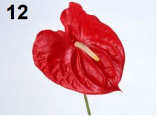 <p>Anthurium</p>