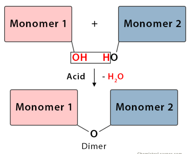 <p>Chemical reaction where water is removed while forming two monomers into a polymer</p>