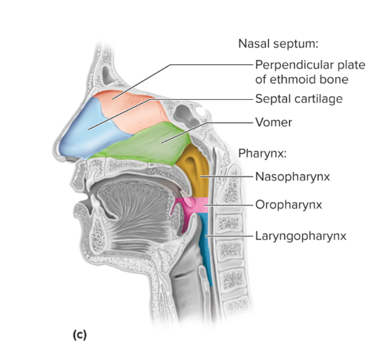 <p>responsible for airflow: it receives auditory tubes &amp; mucosa traps airborne pathogens near the pharyngeal tonsil</p>