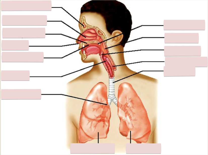 <p>Label the figure</p>