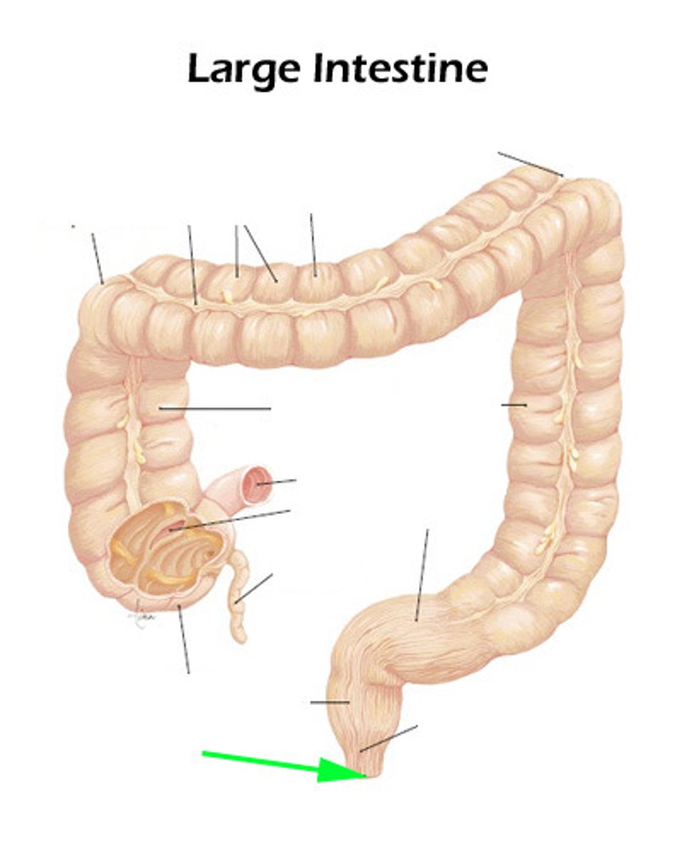 knowt flashcard image