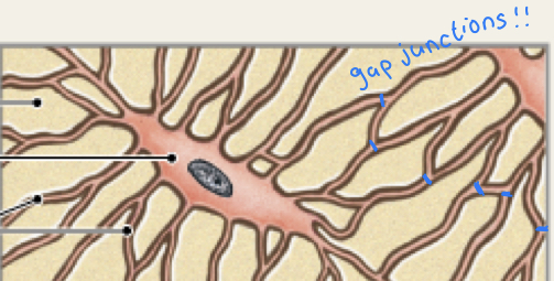 <p>What bone cell is this and what does it do?</p>