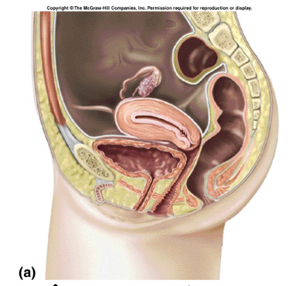 <p>looking at one side of the brain</p>