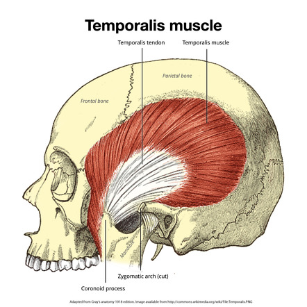 <p><strong>temporalis muscle: </strong>innervation and actions </p>