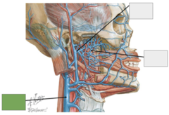<p>Blood supply: This is the</p>