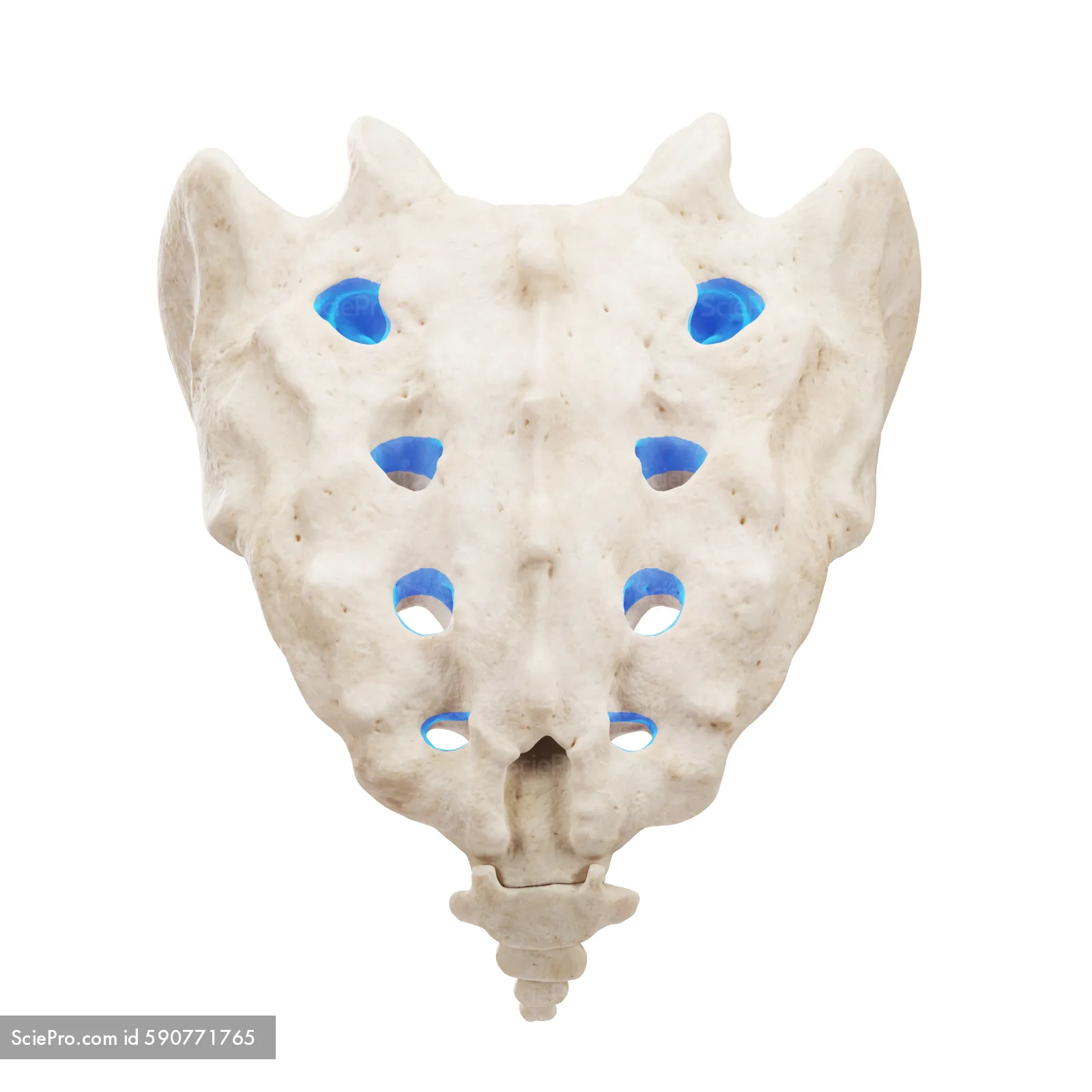 <p>four paired spaces on the posterior surface of the sacrum</p>