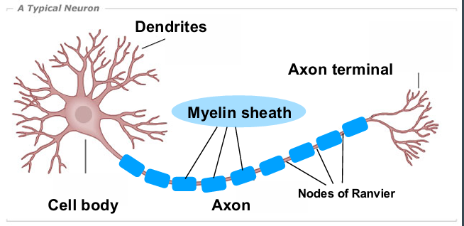 <p>myelin sheath</p>