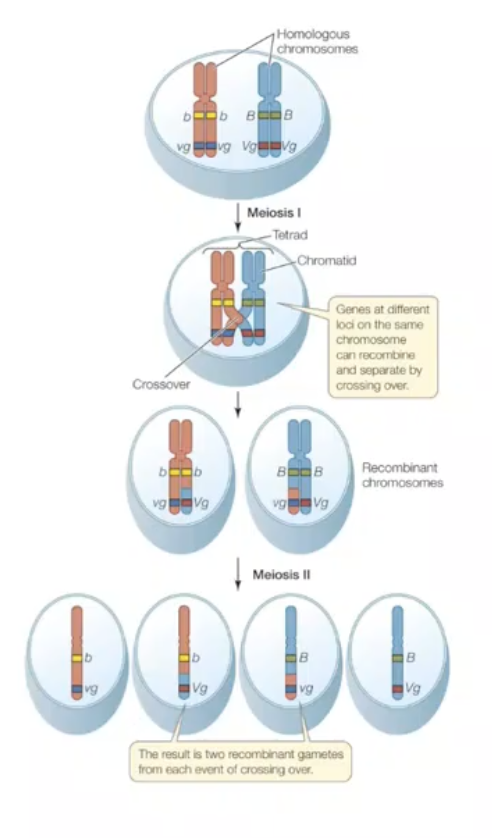 <p></p><ul><li><p><strong>Crossing over</strong> creates new allele combinations for genes on the <strong>same chromosome</strong>.</p></li><li><p>Happens during <strong>Prophase I of meiosis</strong>.</p></li><li><p>Homologous chromosomes pair up closely to form a <strong>tetrad / bivalent</strong>.</p></li><li><p>Crossing over occurs between <strong>non-sister chromatids</strong> of homologous chromosomes.</p></li><li><p>The physical crossover point is called a <strong>chiasma</strong>.</p></li><li><p>DNA segments are exchanged, producing <strong>recombinant chromatids</strong>.</p></li><li><p>This can create <strong>new allele combinations</strong> not originally present on either homolog.</p></li><li><p>Usually, after one crossover between two genes:</p><ul><li><p><strong>2 chromatids stay parental</strong></p></li><li><p><strong>2 chromatids become recombinant</strong></p></li></ul></li><li><p>Crossing over increases <strong>genetic variation</strong> in gametes.</p></li><li><p>It is <strong>unique to meiosis I</strong>; homologous chromosomes do not form tetrads in mitosis.</p></li></ul><p></p>
