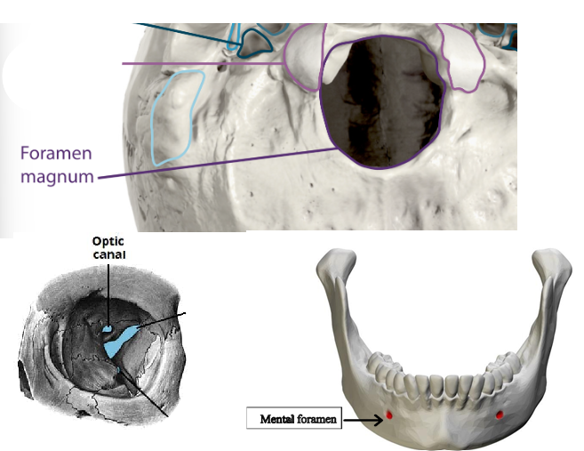 <p>Optic Foramen, foramen magnum, and mental foramina </p>
