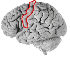 <p>Elevations of the cortical surface of the brain</p>