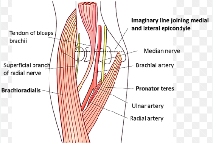 <p>Superficial branch and deep branch/posterior interosseous nerve</p>