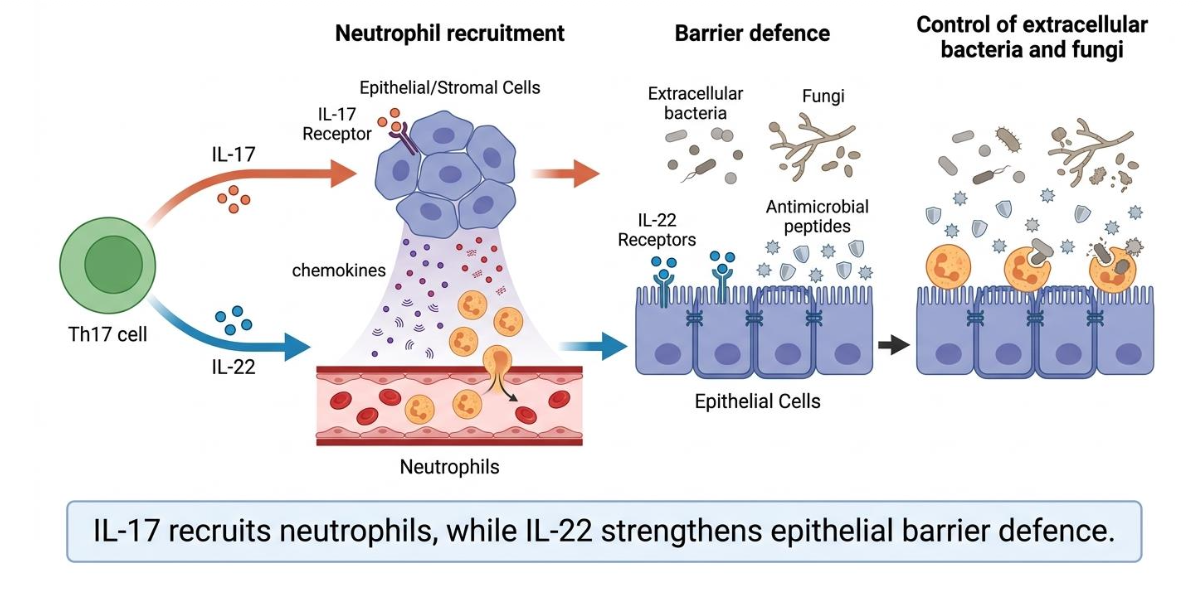 <ul><li><p>They induce antimicrobial peptides </p></li></ul><p></p>