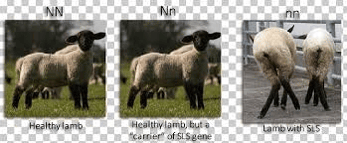<p>Breed affected: Suffolk (hamps & dorsets have been affected from cross breeding)</p><p>Appearance: Legs are severely deformed</p><p>-Originated from Walking Tall</p><p>-recessive lethal</p><p>Test: Molecular </p><p>Results: NN (free), NS (carrier), or SS (affected)</p>