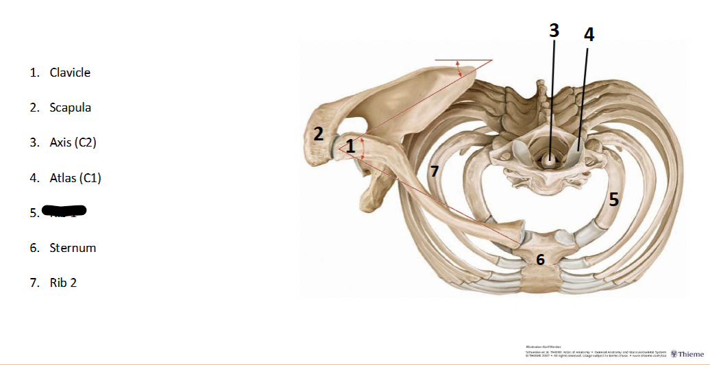 <p>What landmark within the <strong>Axial? </strong>(CENTRAL <strong>AXIS </strong>of <strong>BODY)</strong></p>
