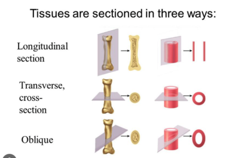 <p>Transverse is cut accross</p><p>Longitudinal is lengthways </p>