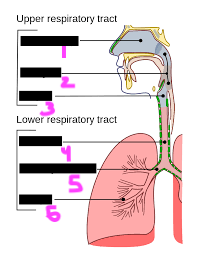 <p>label the diagram of the respiratory tract</p>