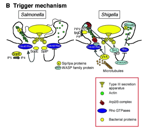 <ul><li><p><strong>Fase 1: Pre-interaction stage (Vóór het contact)</strong><br>• <strong>Wat er gebeurt:</strong> De bacterie zwemt richting de gastheercel. De bacteriële effector-eiwitten (de 'wapens') liggen al klaar in het bacteriële cytoplasma. De moleculaire injectienaald, het <strong>Type III Secretie Systeem (TTSS)</strong>, zit al in elkaar in de celwand van de bacterie.<br>• <strong>Regulatie:</strong> De uitscheiding van deze eiwitten is streng onderdrukt totdat de bacterie exact op de juiste plek is. De bacterie activeert de transcriptie van deze TTSS-genen door omgevingsfactoren te scannen zoals de juiste <strong>pH</strong> en de hoeveelheid <strong>vrije zuurstof</strong> (zodat hij weet dat hij in de darmen zit). Pas wanneer er daadwerkelijk fysiek contact is met het membraan van de doelwitcel, gaat de sluis open: <em>secretion!!</em></p></li></ul><p></p><ul><li><p><strong>Fase 2: The interaction stage (De injectie)</strong><br>• <strong>Wat er gebeurt:</strong> De bacterie landt op het membraan en vormt een zogenaamd <em>signaling platform</em>. De injectienaald (TTSS) doorboort het eukaryote celmembraan. Dit doet de bacterie door specifieke eiwitten, zogenaamde <strong>translocons</strong>, in het membraan van de gastheercel te duwen. Dit translocon vormt de poort waar de rest van de effectoren doorheen kan stromen.<br>• <strong>Het verschil:</strong><br>◦ <strong><em>Salmonella</em></strong> gebruikt de translocon-eiwitten <strong>SipB en SipC</strong>.<br>◦ <strong><em>Shigella</em></strong> gebruikt de translocon-eiwitten <strong>IpaB en IpaC</strong>.</p></li></ul><p></p><ul><li><p><strong>Fase 3: Formation of a macropinocytic pocket (De actine-explosie)</strong><br>Dit is de meest dynamische fase. De geïnjecteerde eiwitten kapen de Rho-GTPases (Cdc42/Rac) die we eerder bespraken om een enorme golf in het membraan (<em>ruffling</em>) op te wekken. Hierin verschillen de twee bacteriën strategisch:</p><ul><li><p><strong>Salmonella-strategie:</strong><br>• <strong>SopB en SopE:</strong> Dit zijn de effectoren die direct de gastheer-schakelaars <strong>Cdc42 en Rac</strong> aanzetten. Hierdoor start een explosieve polymerisatie van actine via het Arp2/3-complex.<br>• <strong>SipA:</strong> Dit eiwit bindt direct aan de nieuw gevormde actinefilamenten en <strong>stabiliseert</strong> ze, zodat de cel de steunbalken niet direct weer kan afbreken. De uitstulping blijft zo stevig overeind staan om de bacterie te omsluiten.</p></li><li><p><strong>Shigella-strategie:</strong><br>• <strong>VirA en IpaC:</strong> VirA grijpt in op de <em>microtubuli</em> (de grotere transportkabels). Samen met IpaC activeren ze <strong>Cdc42/Rac</strong> en het enzym <strong>Src</strong> om actinegroei te forceren.<br>• <strong>IpgD:</strong> Dit is een heel slim enzym. Het breekt een membraan-lipide af. Hierdoor laat het actineskelet los van het membraan direct boven zich (<em>disconnecting from subcortical membrane</em>). Omdat de 'ankerplaatsen' weg zijn, wordt het celmembraan super flexibel en slap, waardoor er nóg grotere golven en flappen ontstaan om de bacterie heen.</p></li></ul></li></ul><p></p><ul><li><p><strong>Fase 4: Actin depolymerization (Het sluiten van de zak)</strong><br>• <strong>Wat er gebeurt:</strong> De bacterie is nu overspoeld door het membraan en zit binnen in een grote blaas (een macropinosoom). Net als bij het Zipper-mechanisme moet de cel nu de 'chaos' opruimen en de gemaakte actine-steunbalken weer snel afbreken (<strong>depolymerisatie</strong>) om de rust te herstellen en de bacterie dieper de cel in te trekken.<br>• <strong>Het verschil:</strong><br>◦ <strong><em>Salmonella</em> gebruikt SptP:</strong> Dit eiwit werkt als een <em>antagonist</em> (tegenhanger) van SopE. Het zet de schakelaars Cdc42 en Rac weer netjes 'UIT'. De actinebouw stopt direct en de cel keert terug naar zijn normale vorm.<br>◦ <strong><em>Shigella</em> gebruikt IpaA:</strong> Dit eiwit bindt aan <strong>vinculine</strong> (een belangrijk eiwit dat actine aan het membraan koppelt) en <em>remt</em> dit af. Hierdoor stort het lokale actine-netwerk direct in elkaar.</p></li></ul><p></p>