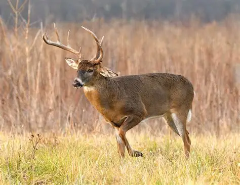 <p>White-tailed deer</p>