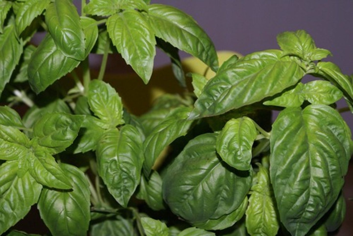 <p>le basilic</p>