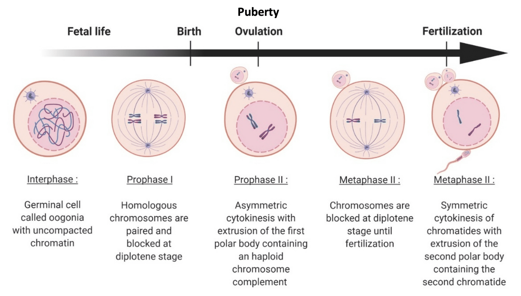 <ol><li><p>normal meosis during fetal dvlp → prophase 1 (germinal vesicle stage)</p><ul><li><p>only pair up homologus chromosomes</p></li><li><p>reg prophase 1 → crossing over happen &amp; homologous chromosomes exchange genetic material to INC genetic diversity</p></li></ul></li></ol><p></p><ol start="2"><li><p>puberty restart meiosis → metaphase 2</p><ul><li><p>puberty = hormal signals trigger oocyte recruitment 4 mature w each cycle</p><ul><li><p>X recruit = dormant till recruit OR die</p></li><li><p>recruited = meiosis cont till metaphase 2</p><ul><li><p>asymmertical cytokenesis →</p><ul><li><p>(1) 1 large oocyte</p></li><li><p>(2) smaller polar bodies w excess hormones → X fertilize</p></li></ul><ul><li><p>metaphase 2 = sister chromatids seperated BUT finish post fertilization</p></li></ul></li></ul></li></ul></li></ul></li></ol><p></p><ol start="3"><li><p>fertilization restart &amp; finish meosis</p><ul><li><p>fertilization trigger meiosis 2 finish</p></li><li><p>fertilization = symmetrical cytokinesis &amp; oocyte expel another polar body → be haploid cell</p></li><li><p>sperm DNA + oocyte DNA = zygote &amp; start embryonic dvlpt</p></li></ul></li></ol><div data-type="horizontalRule"><hr></div><ul><li><p>dvlp oocyte &amp; meiotic process start BEFORE birth</p></li><li><p>blocked till puberty most &amp; some till menopause</p></li><li><p>meiotic process cont w ovulation (1 dom oocyte suround w cumulus cell complex)</p></li><li><p>meiotic process finish when fertilization occur</p></li></ul><p></p>