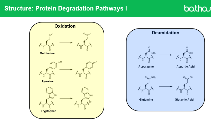 <ul><li><p>Oxidation is the <strong>addition of oxygen to a molecule</strong>, which can alter the protein’s structure and function. In monoclonal antibodies, </p></li></ul><ul><li><p><strong>methionine residues</strong> are most commonly oxidized, </p></li><li><p>but <strong>solvent-accessible tryptophan, cysteine, lysine, and histidine</strong> can also undergo oxidation.</p></li></ul><p></p>