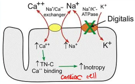 <p><strong>Cardiac Glycosides: MOA</strong></p><p>Digoxin inhibits Na<sup>+</sup>K<sup>+</sup>-ATPase Pump in the?</p>