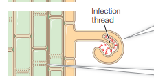 <p>rhizobia proliferate and cause a root hair to curl and an infection thread to form</p>