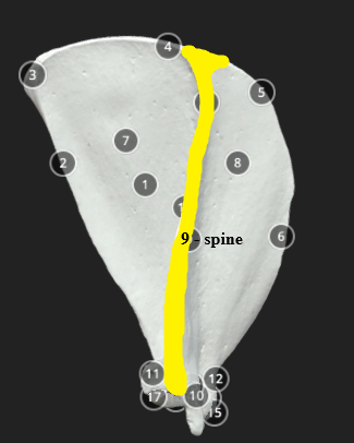 <p>Spine</p>