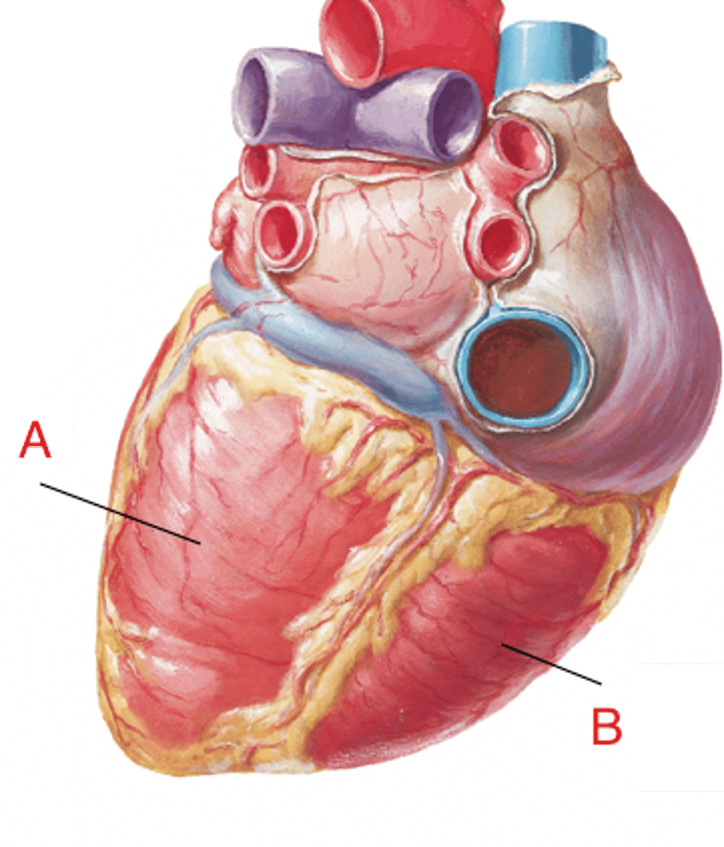 <p>the two lower chambers of the heart</p>