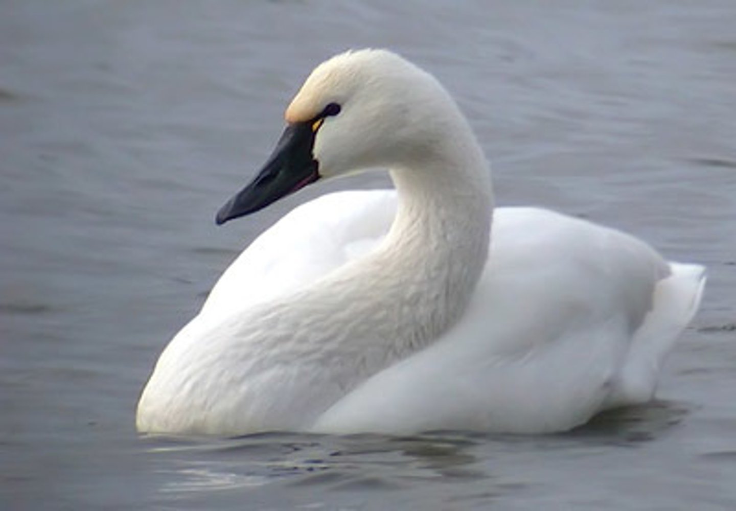 <p>лебедь</p>