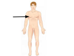 <p>breast</p>