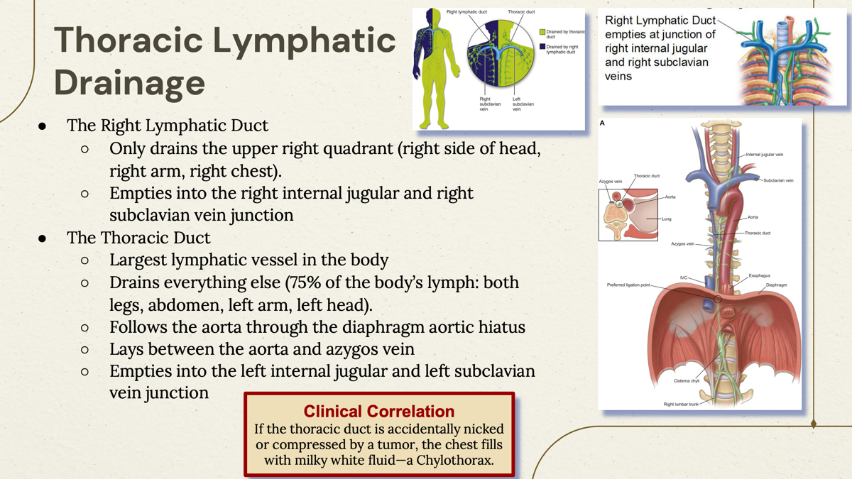<p>Main lymphatic vessel draining the left side of the body and right lower quadrant. It empties into the left internal jugular and left subclavian vein junction. </p><p></p><p><span>○Largest lymphatic vessel in the body</span></p><p><span>○Drains everything else (75% of the body’s lymph: both legs, abdomen, left arm, left head).</span></p><p><span>○Follows the<u> aorta through the diaphragm aortic hiatus</u></span></p><p><span>○Lays between the aorta and azygos vein</span></p><p><span>○Empties into the left internal jugular and left subclavian vein junction  </span></p>