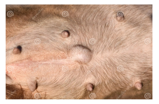 <p>Q: ……. Is a soft, squishy bulge near the belly button caused by an incomplete closure of the abdominal wall after birth </p><p>A. Abdominal muscle </p><p>B. Intestines </p><p>C. Umbilical hernia </p><p>D. Filter paper</p>