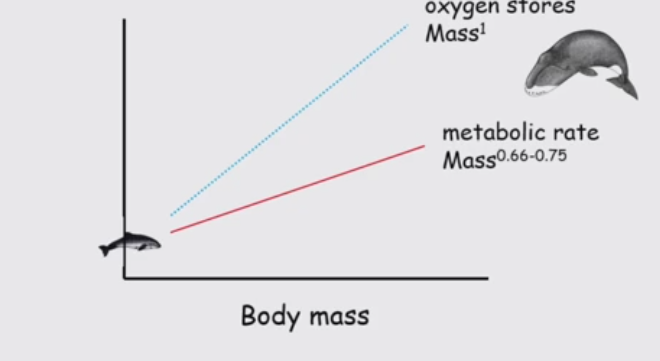 <ul><li><p>Scale linearly </p></li><li><p>Amount of oxygen a small animal can store per gram in its body is the same as a large animal </p></li><li><p>Small animals just use oxygen up faster </p></li></ul><p></p>