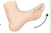 <p>Dorsiflexion</p>